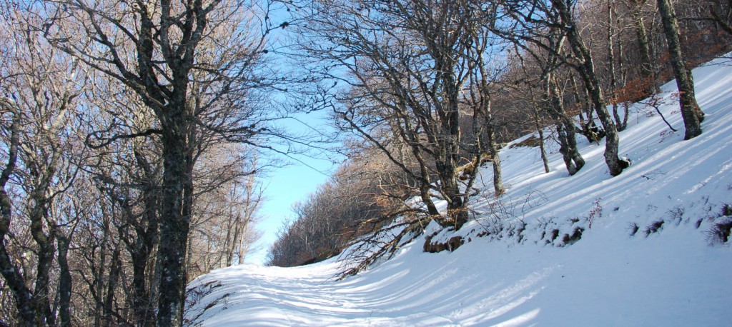 Paysage enneigé Sancy