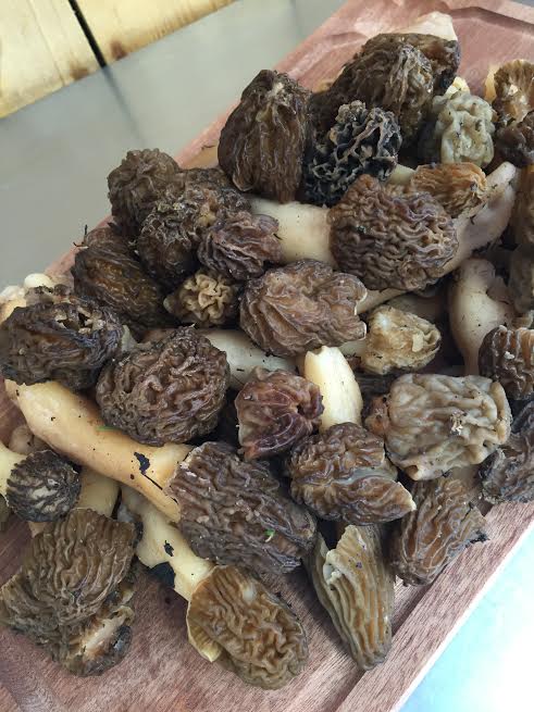 morilles